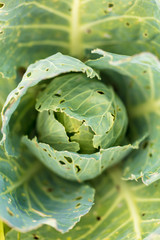 Worms eat leaves on cabbage