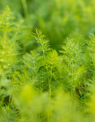 Green leaves on dill as a background