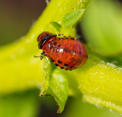 Red Colorado beetles on potato leaves