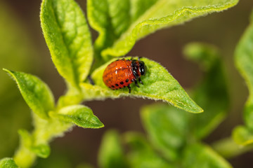 Fototapeta premium Red Colorado beetles on potato leaves