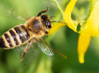 Bee in flight in nature