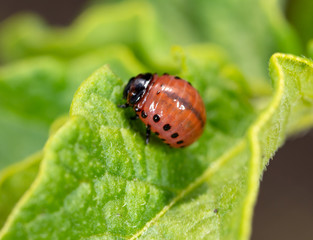 Red Colorado beetles on potato leaves