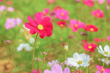 Beautiful Red Garden Cosmos (Cosmos bipinnatus) blossom blooming in garden with green nature blurred background.