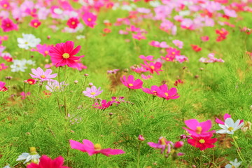 Obraz na płótnie Canvas Soft focus many pink and red Garden Cosmos (Cosmos bipinnatus) blossom blooming in garden with green nature blurred background.