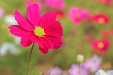 Obraz premium Beautiful Red Garden Cosmos (Cosmos bipinnatus) blossom blooming in garden with green nature blurred background.