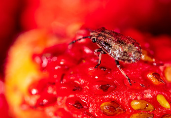 The beetle crawls on a red strawberry
