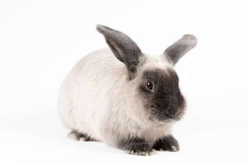 Obraz premium Lop Rabbit on Isolated Background