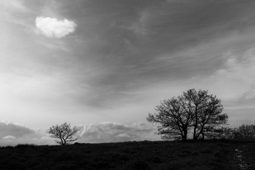 Fototapeta na wymiar A couple of trees beneath a deep sky with an isolated cloud