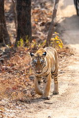 Fototapeta premium A female tigress walking in the safari track inside Pench tiger reserve during a wildlife safari