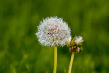Common dandelion (Taraxacum officinale)