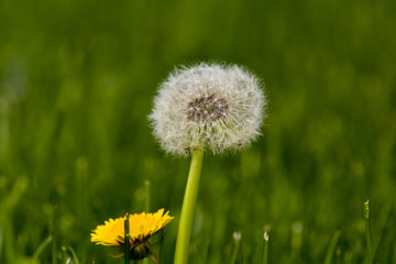 Common dandelion (Taraxacum officinale)