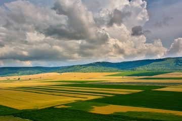 landscape with blooming fields in summer, Dobrogea, Romania