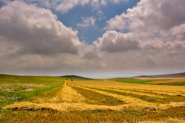 landscape with blooming fields in summer, Dobrogea, Romania
