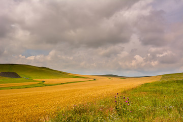 landscape with blooming fields in summer, Dobrogea, Romania
