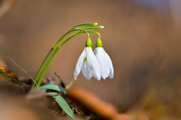 Obraz premium Snowdrop spring flowers. Delicate Snowdrop flower is one of the spring symbols telling us winter is leaving and we have warmer times ahead. Fresh green well complementing the white Snowdrop blossoms.