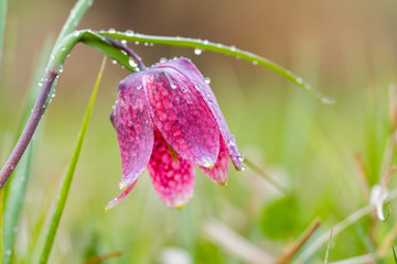Snake's Head Fritillary (Fritillaria meleagris) with the morning dew