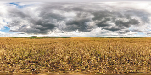 full spherical seamless hdri panorama 360 degrees angle view among rye and wheat fields in summer...