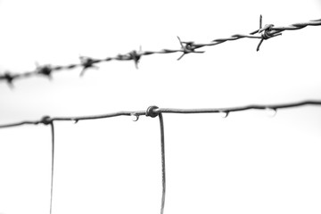 Dew droplets on a barbed wire - purity and freedom