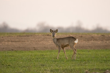 roe deer on green summer meadow