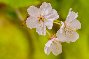 Flowers of the cherry blossoms on a spring day