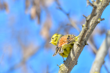 YELLOWHAMMER (Emberiza citrinella).Bird sitting on a branch.Bird of Europe