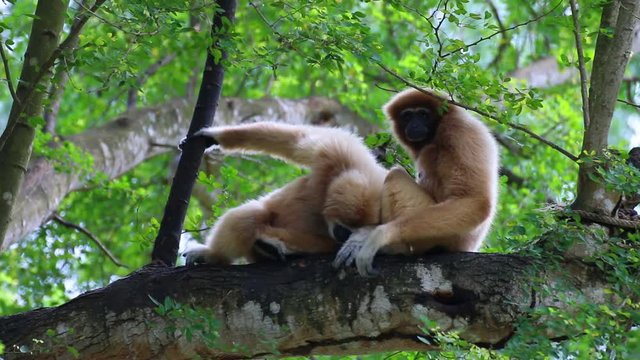 The two white-handed gibbon relaxing on the timber.