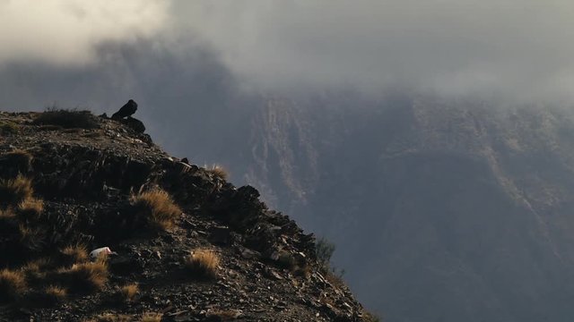 Lone black hawk standing on cliff edge against mountain backdrop,LOCKED OFF WIDE ANGLE