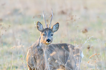 roe deer on green summer meadow