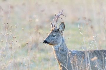 roe deer on green summer meadow