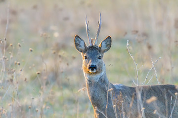 roe deer on green summer meadow