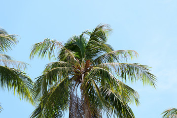Fototapeta premium Coconut palm against the blue sky. Tropical background