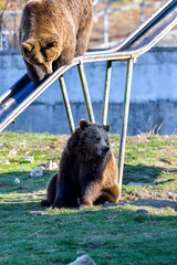 Beautiful Brown bear in the Zoo