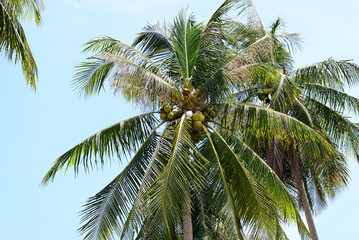Obraz premium Coconut palm against the blue sky. Tropical background