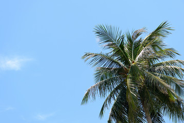 Fototapeta na wymiar Coconut palm against the blue sky. Tropical background