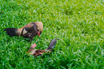 Rooster and hen relax and finding food in green field.