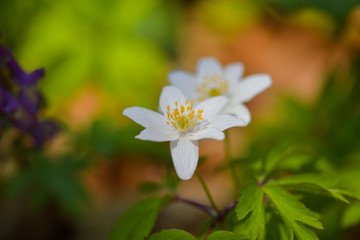 Anemone nemorosa (spring flower)