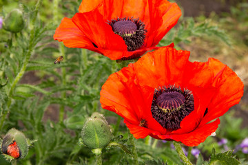 bees collect nectar from red poppies. Bees fly over flowers.