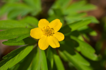 Wood Anemones yellow