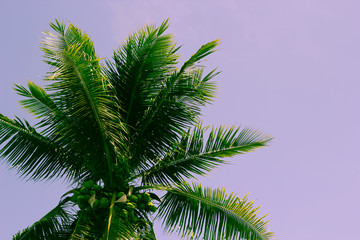 Palm trees with sky.