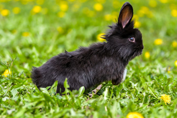 Little rabbit on green grass in summer day