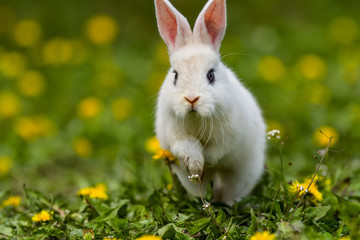 Little rabbit on green grass in summer day