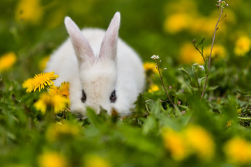 Little rabbit on green grass in summer day