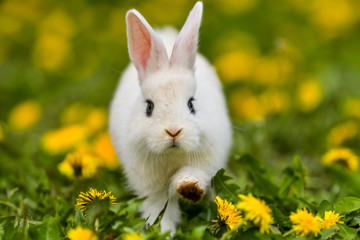 Little rabbit on green grass in summer day