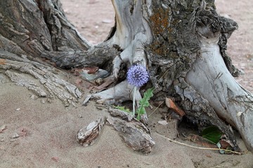 flower spines near the tree
