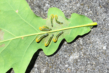 Oak slug sawfly larvae of Caliroa genus damaging oak leaves
