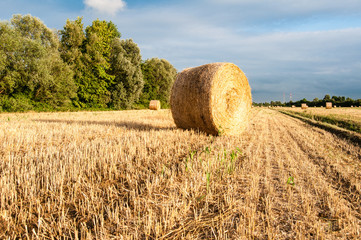 Fototapeta premium Field with straw bales in summer