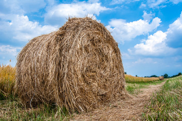 Field with straw bales in summer