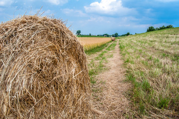 Field with straw bales in summer