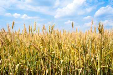 Field with ears of wheat
