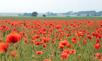 Champ de coquelicots